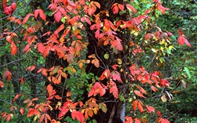 紅色的樹葉，樹木，樹枝，秋 高清桌布