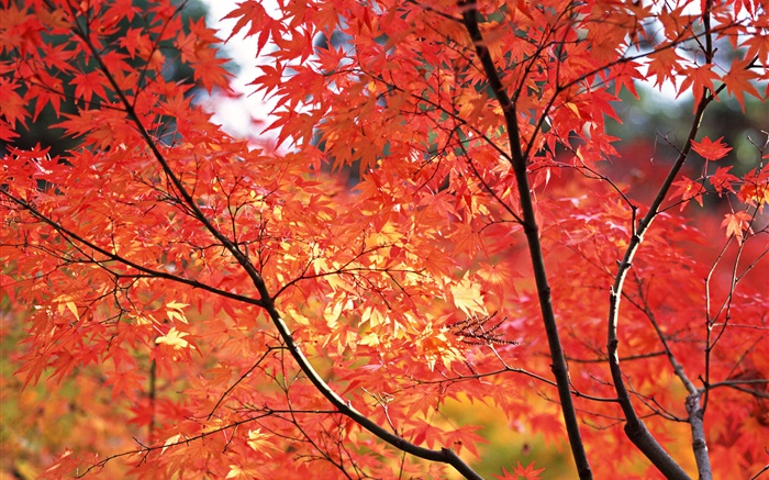 火紅的楓葉，秋天，日本東京 桌布 圖片
