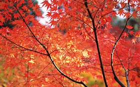 火紅的楓葉，秋天，日本東京 高清桌布