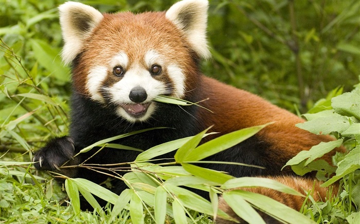 小熊貓吃竹子 桌布 圖片