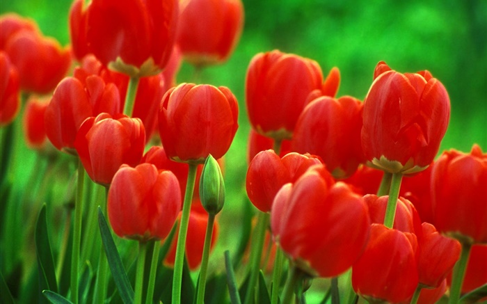 紅色的鬱金香花卉，園林，綠色背景 桌布 圖片