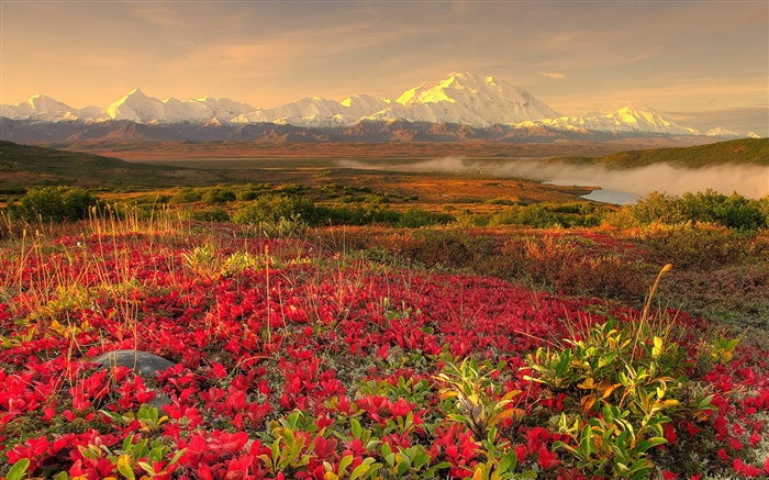 紅色的野花，山，霧，黎明 桌布 圖片