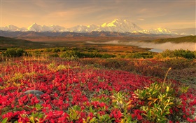 紅色的野花，山，霧，黎明