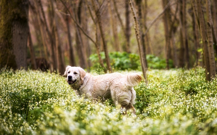 獵犬，狗，草，野花，森林 桌布 圖片