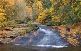 河，樹木，秋天 高清桌布