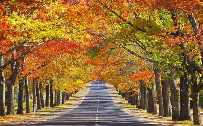路，樹，紅葉，秋 桌布 圖片