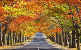 路，樹，紅葉，秋