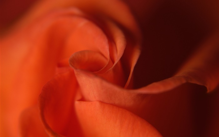 玫瑰特寫，橙色花瓣 桌布 圖片