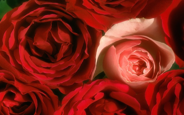 玫瑰鮮花特寫，粉紅色和紅色 桌布 圖片