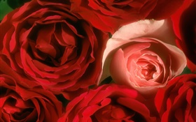 玫瑰鮮花特寫，粉紅色和紅色 高清桌布