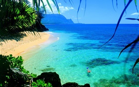 大海，清澈的海水，海岸，游泳，夏威夷，美國 高清桌布