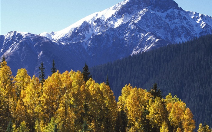 雪山，綠樹成蔭，秋天 桌布 圖片