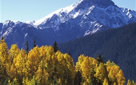 雪山，綠樹成蔭，秋天 高清桌布