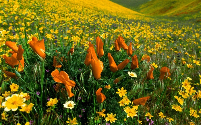 春天的花朵，黃色的野花 桌布 圖片