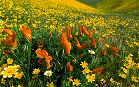 春天的花朵，黃色的野花 高清桌布
