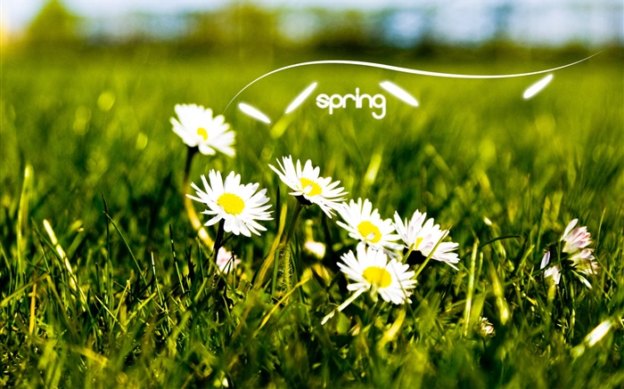 春天，草，白色的雛菊 桌布 圖片