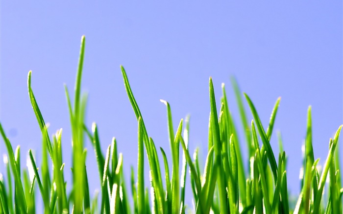 春天，綠草，藍天 桌布 圖片