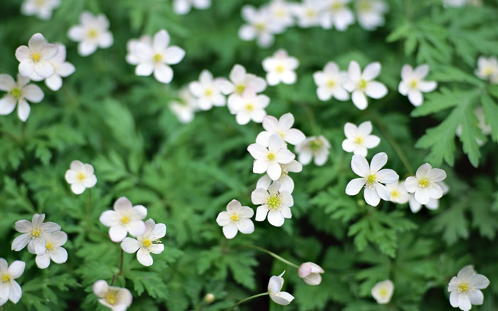 春天，白色的小花朵的特寫 桌布 圖片