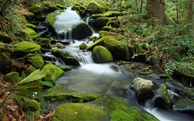 石頭，苔蘚，小溪，溪流，水 高清桌布