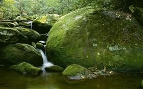 石頭，苔蘚，小溪，水，樹 高清桌布