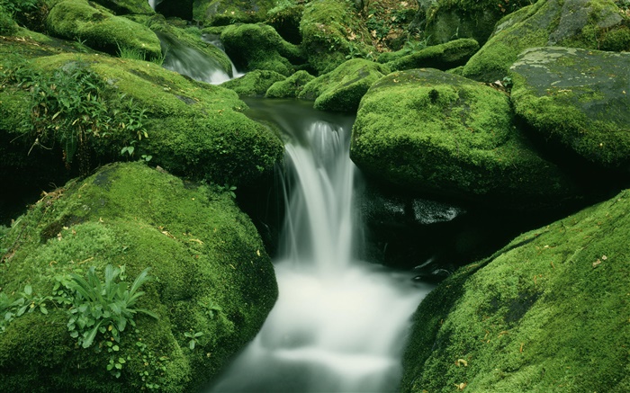 石頭，苔蘚，小溪，瀑布 桌布 圖片