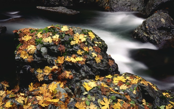 石頭，黃葉，小溪，秋 桌布 圖片