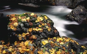 石頭，黃葉，小溪，秋 高清桌布