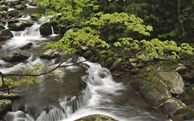流溪，石頭，大煙山國家公園，美國田納西州