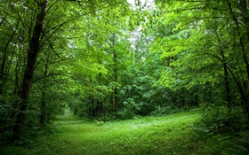 夏天，森林，樹木，樹葉，青草 高清桌布