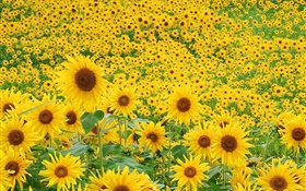 向日葵領域，黃色花瓣 高清桌布