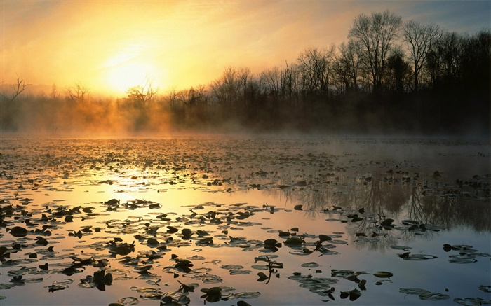 日出，池塘，樹木，黎明，霧 桌布 圖片