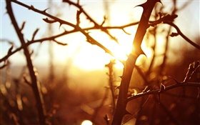 日落，樹枝，微距攝影 高清桌布