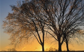 日落，樹木 高清桌布