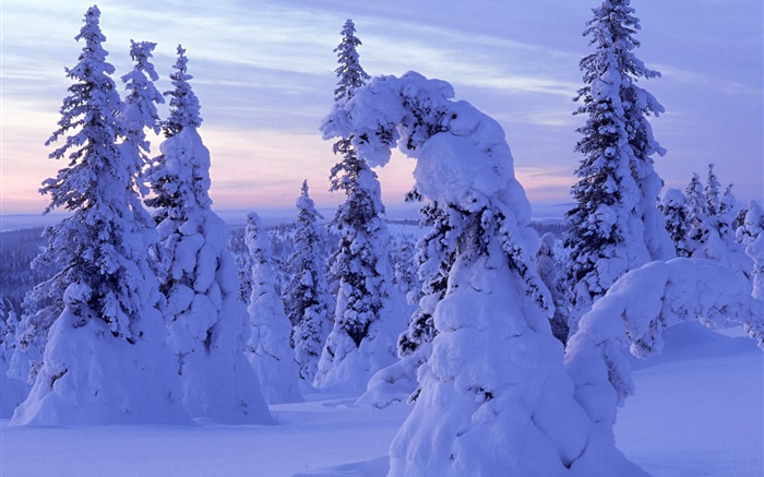 厚厚的積雪，樹木，黎明 桌布 圖片