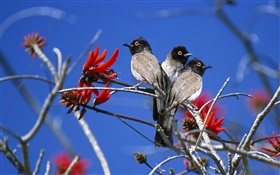 三鳥，埃托沙國家公園，納米比亞 高清桌布