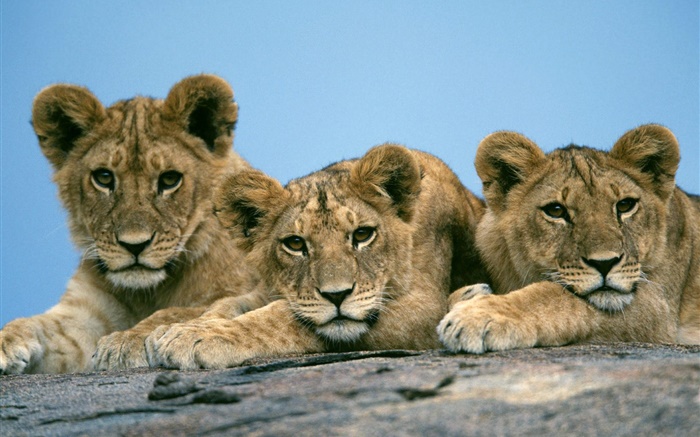 三獅可愛 桌布 圖片