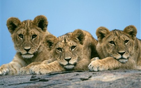 三獅可愛 高清桌布