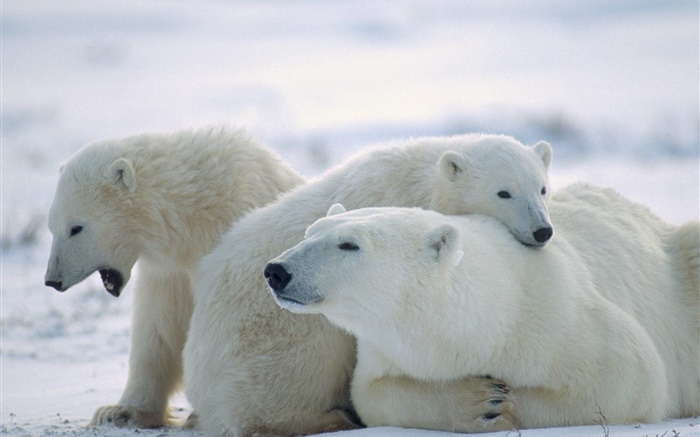 三北極熊，雪，冷 桌布 圖片