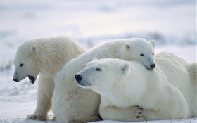 三北極熊，雪，冷 高清桌布