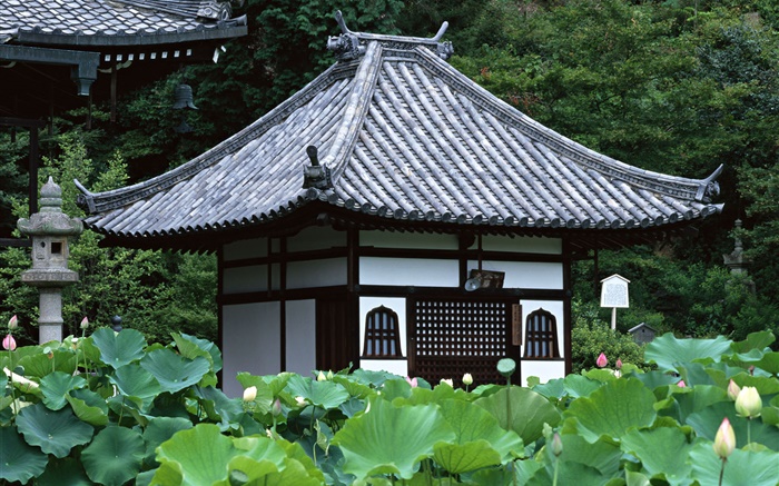 日本東京，園林，寺廟，荷花池 桌布 圖片