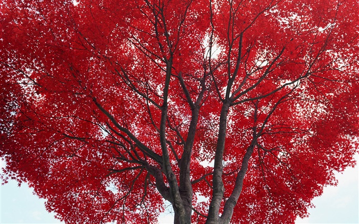 樹，紅葉，秋 桌布 圖片