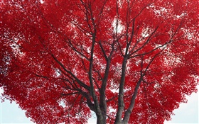 樹，紅葉，秋