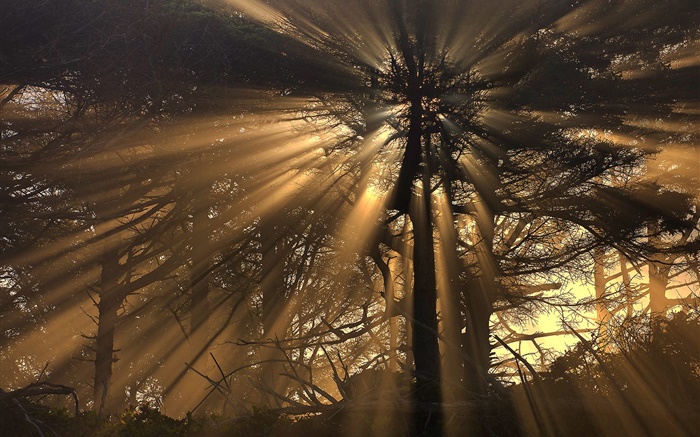 樹木，森林，太陽光線 桌布 圖片