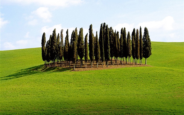 樹，草，意大利 桌布 圖片