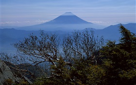 樹木，早上，富士山，日本 高清桌布