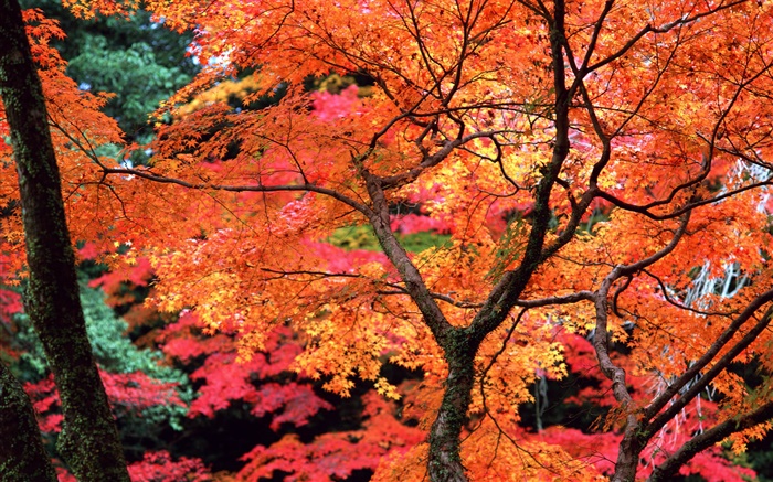 樹木，紅色的樹葉，樹枝，秋天的自然風光 桌布 圖片