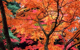 樹木，紅色的樹葉，樹枝，秋天的自然風光 高清桌布