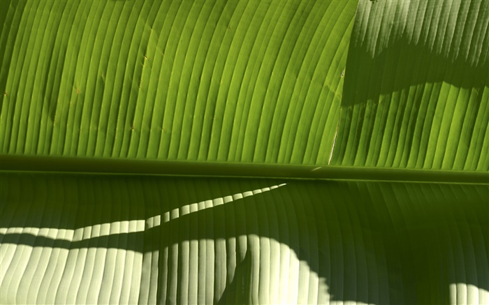 熱帶植物綠葉 桌布 圖片