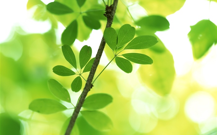 樹枝，綠葉，背景虛化 桌布 圖片