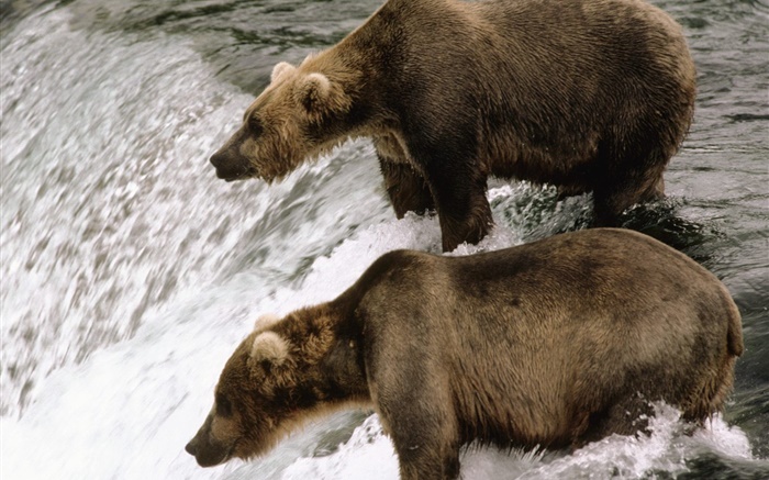 兩隻熊在河邊，捕漁 桌布 圖片